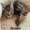 CAT - PICASSO