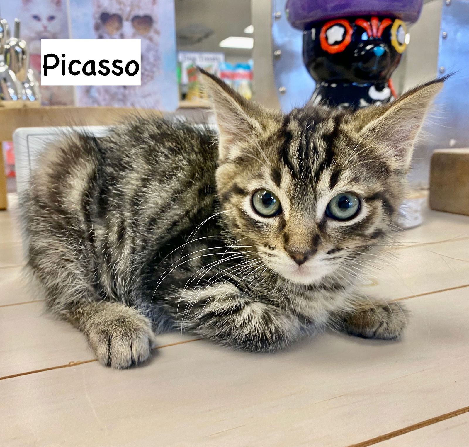 adoptable Cat in Gilberts, IL named CAT - PICASSO