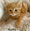 CAT - PLUTO
