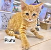 CAT - PLUTO