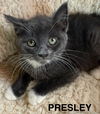 CAT - PRESLEY