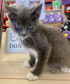 CAT - PRESLEY