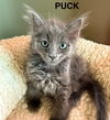 CAT - PUCK