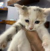 CAT-MOLLY