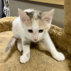CAT-MOLLY