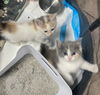 CAT-MIA