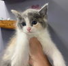 CAT-MIA