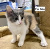 CAT-MIA