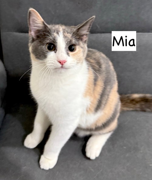 picture of the cat needing adoption