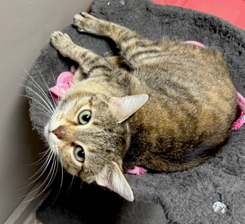 picture of the cat needing adoption