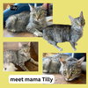 CAT-TILLY - Photo 3