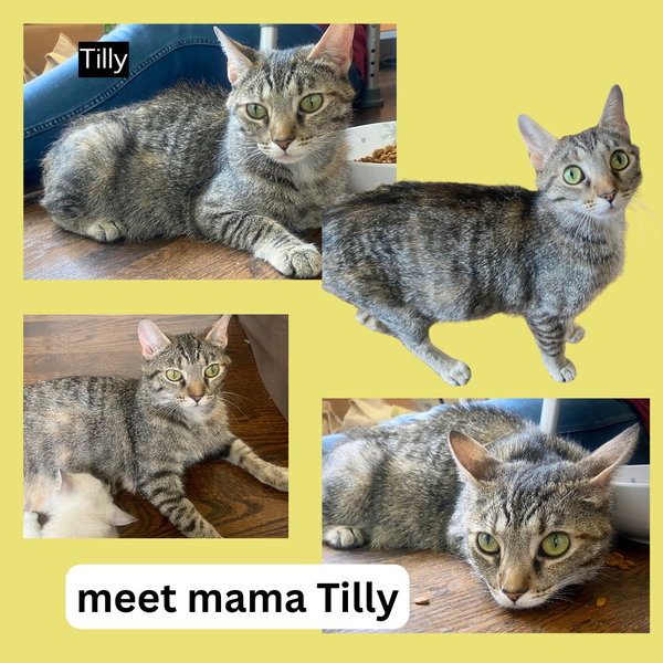 CAT-TILLY