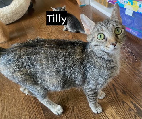 picture of the cat needing adoption