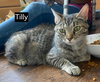 CAT-TILLY - Photo 2