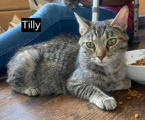 CAT - TILLY