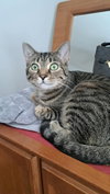 CAT - TILLY - Photo 3