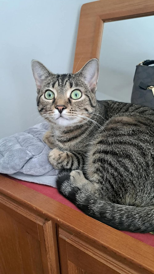 picture of the cat needing adoption