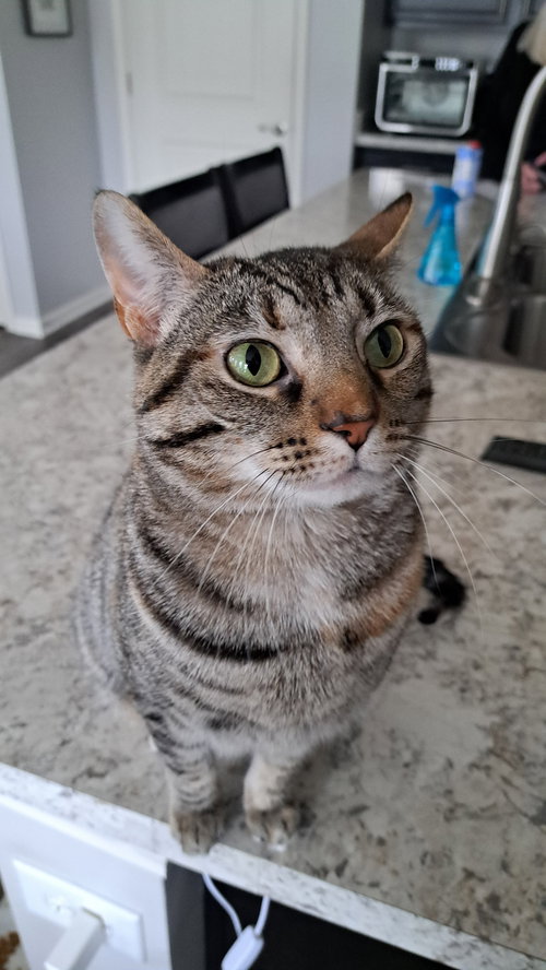 picture of the cat needing adoption