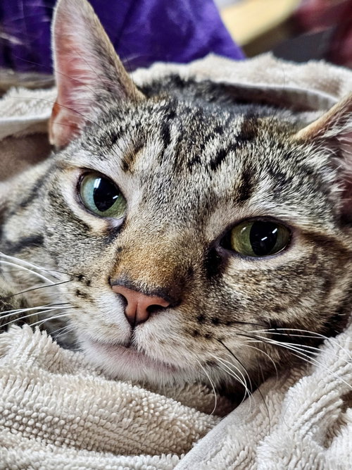 CAT - TILLY - Domestic Short Hair / Tabby available for adoption