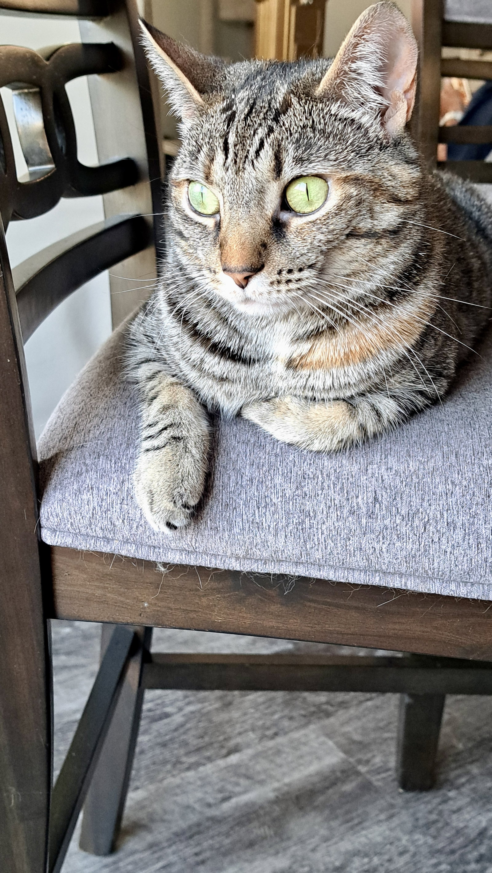 CAT - TILLY Image