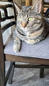 CAT - TILLY - Photo 1