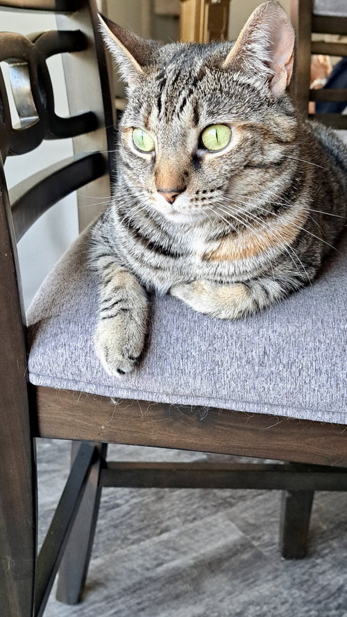 CAT - TILLY