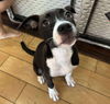 adoptable Dog in , IL named BESSIE