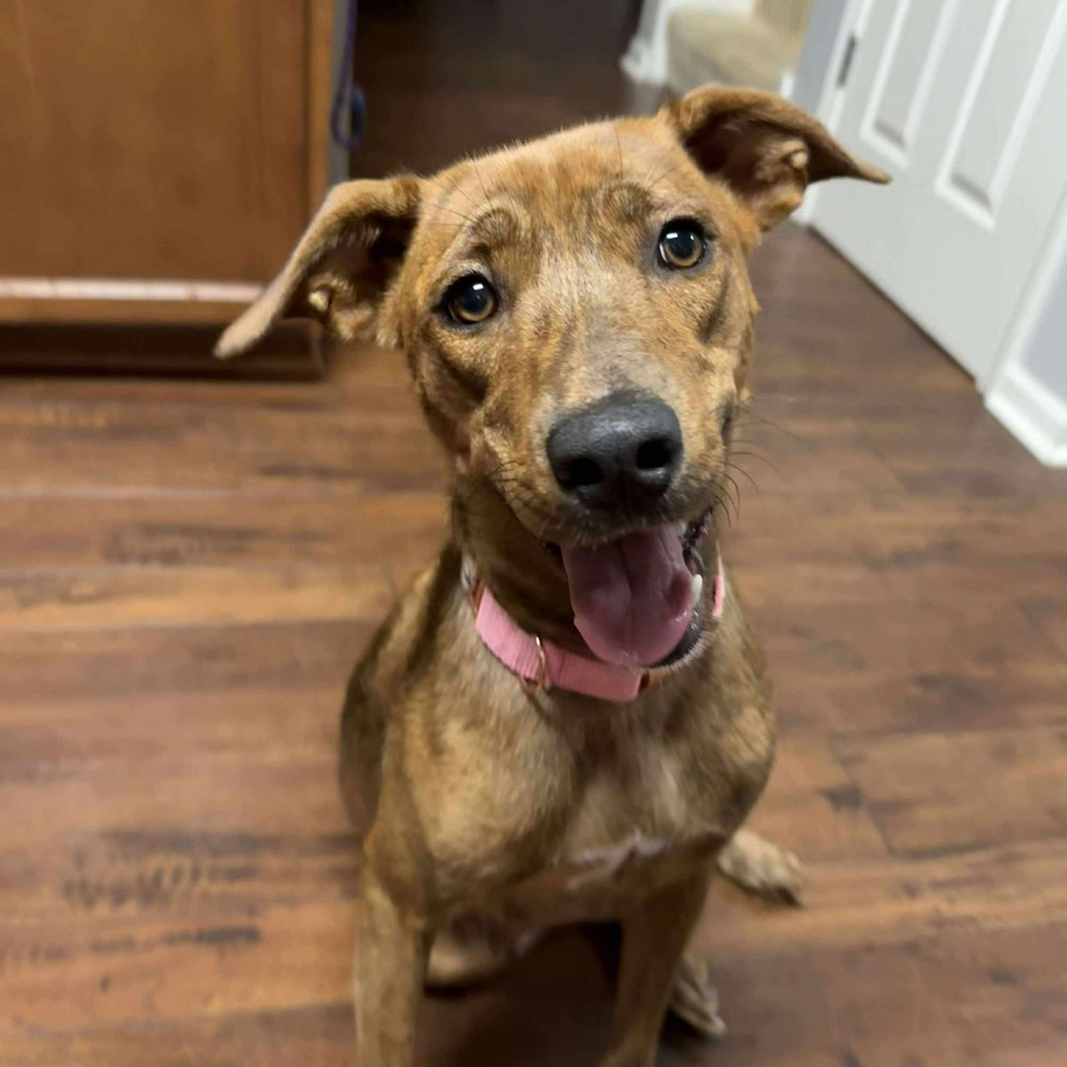 adoptable Dog in Gilberts, IL named LOLLY
