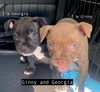 GINNY