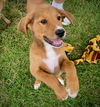 adoptable Dog in gilberts, IL named NICKY