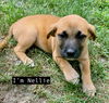 NELLIE