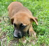 NELLIE
