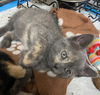 CAT-TINK