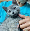 CAT-TINK