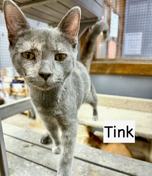 picture of the cat needing adoption