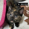 CAT- WENDY