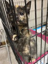 CAT- WENDY