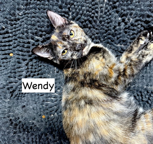 picture of the cat needing adoption