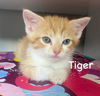 CAT - TIGER