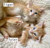 CAT - TIGER
