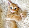CAT - TYLER
