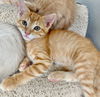 adoptable Cat in Gilberts, IL named CAT - TYLER