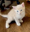 CAT-THOR