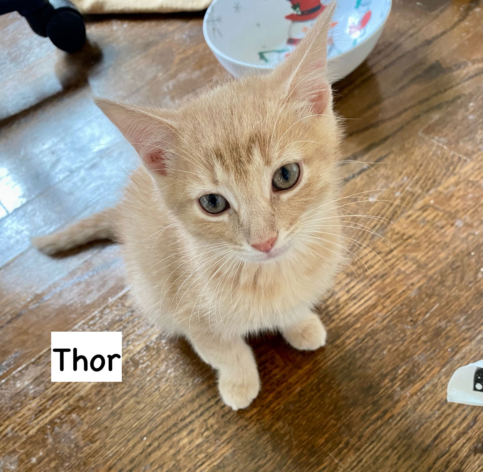 adoptable Cat in Gilberts, IL named CAT-THOR