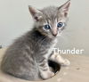CAT -  THUNDER