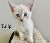 CAT -  TULIP