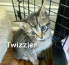 CAT - TWIZZLER