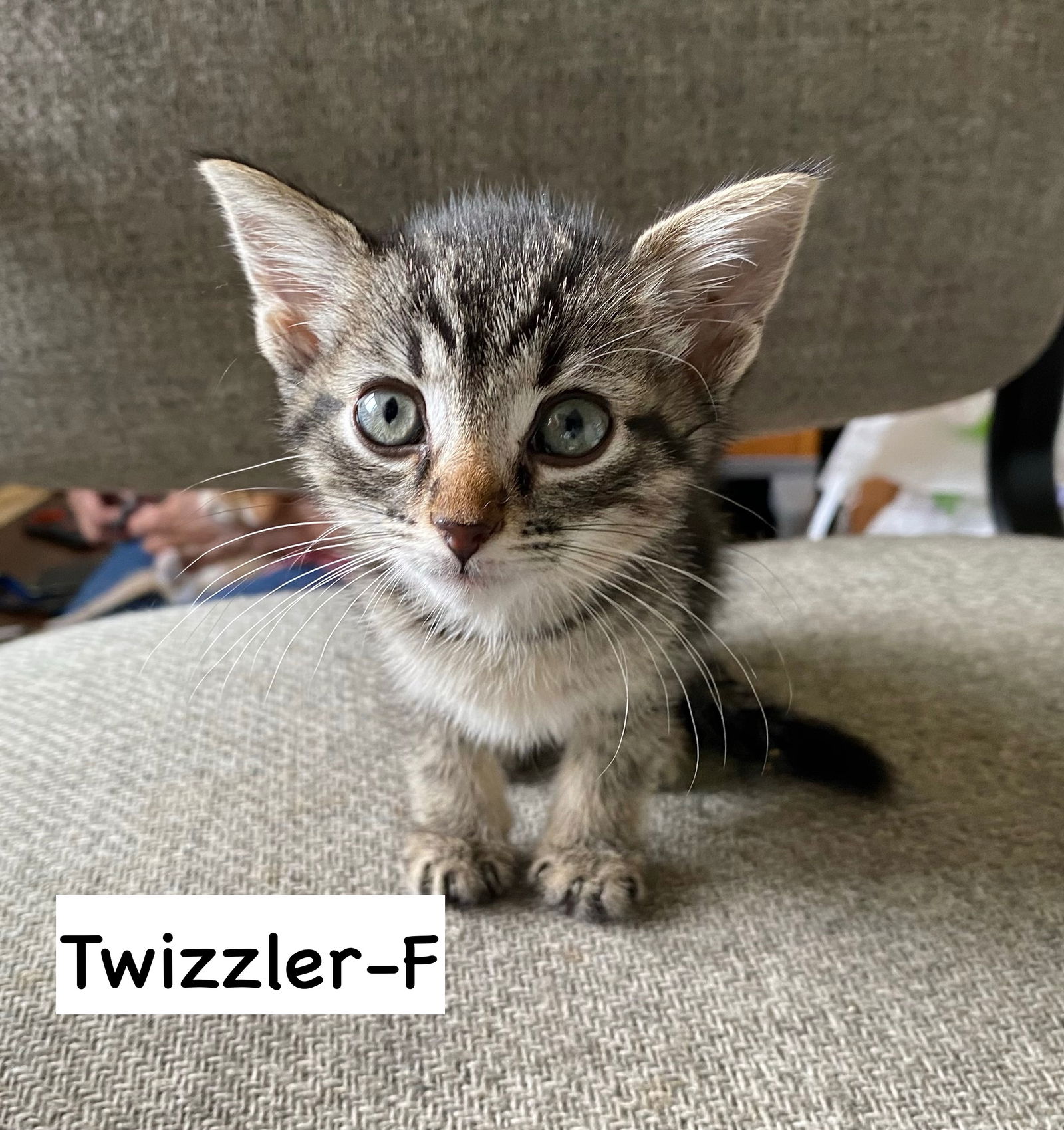 adoptable Cat in Gilberts, IL named CAT - TWIZZLER