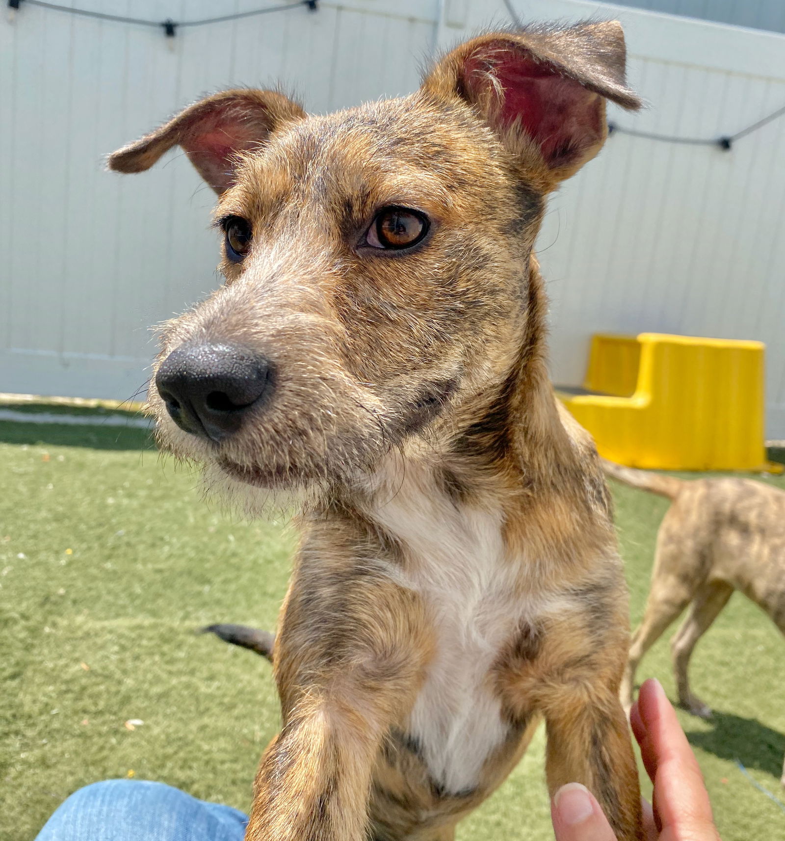 adoptable Dog in Gilberts, IL named Sprinkles