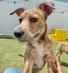 adoptable Dog in gilberts, IL named Sprinkles
